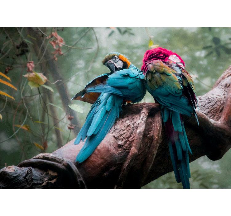 Fototapeta zvířata barevní papoušci v objetí - TenStickers