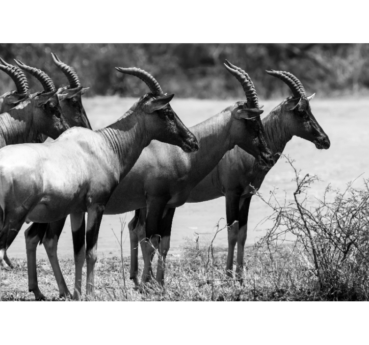 Fototapeta krásná antilope skupina afrika - TenStickers