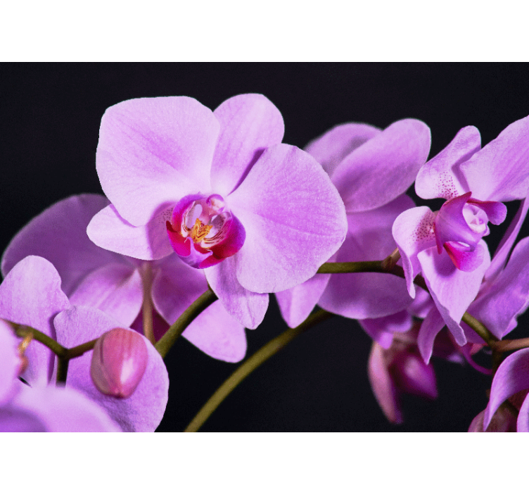 Orchidej fototapeta půvabné květy orchidejí - TenStickers