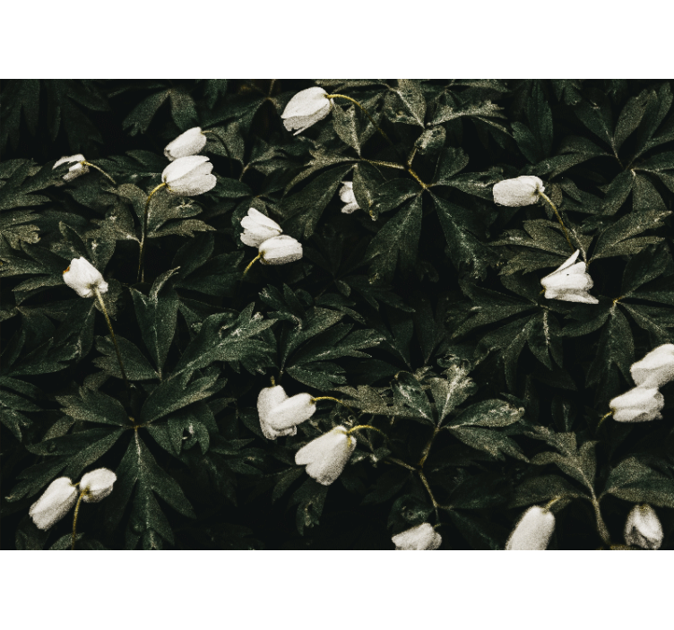 Fototapeta sněženky v lese - TenStickers