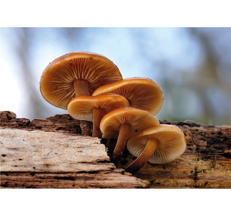 Fototapeta květiny houbový trs - TenStickers