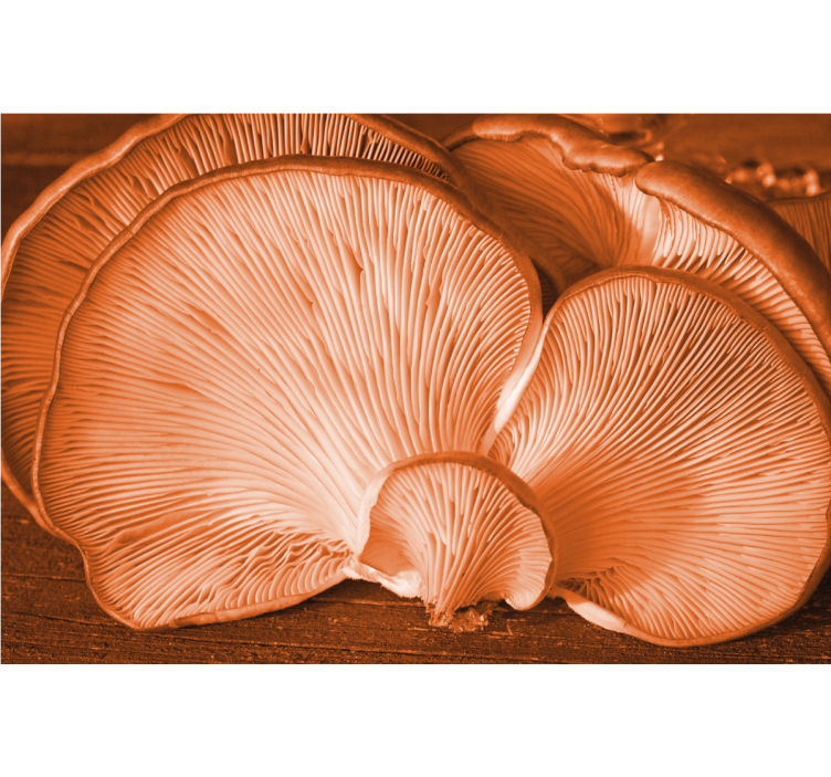 Fototapeta květiny s houbovou texturou - TenStickers