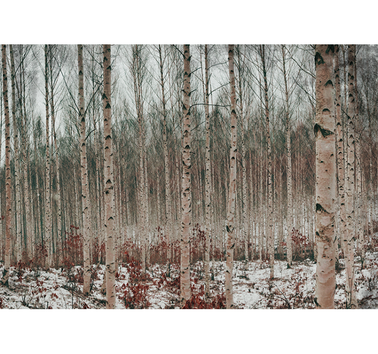 Bříza šedé stromy lesní fototapeta - TenStickers