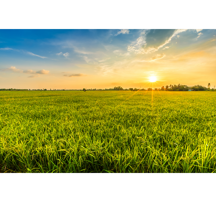 Fototapeta západ slunce nad zelenými poli - TenStickers