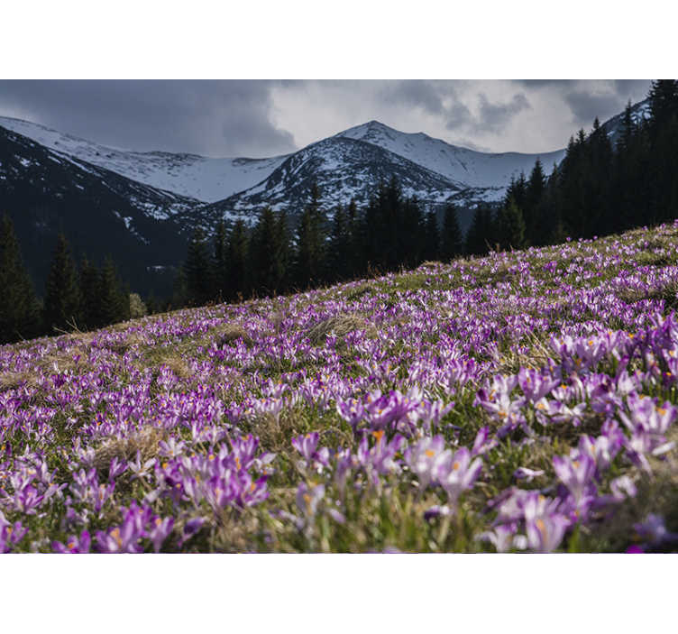 Fototapeta květiny pole kvetoucích krokusů - TenStickers