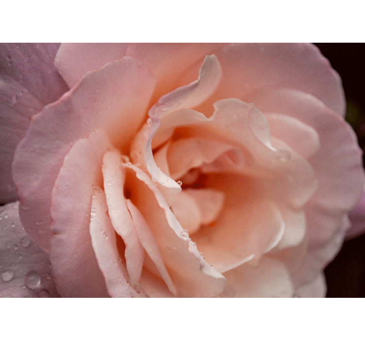 Fototapeta elegantní styl růžové kapky vody - TenStickers