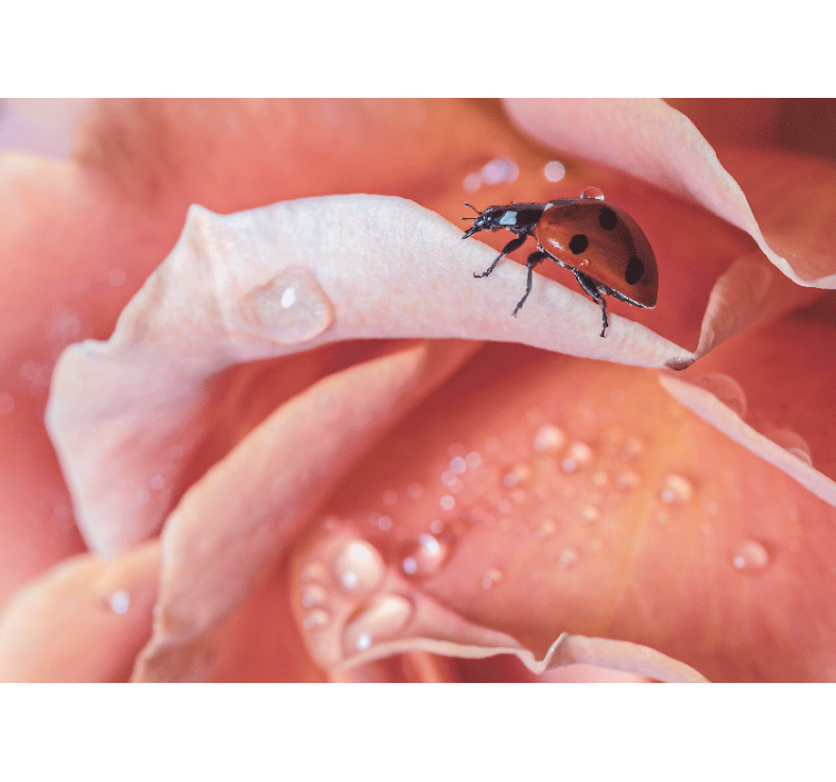 Fototapeta elegantní styl růžový květ beruška - TenStickers