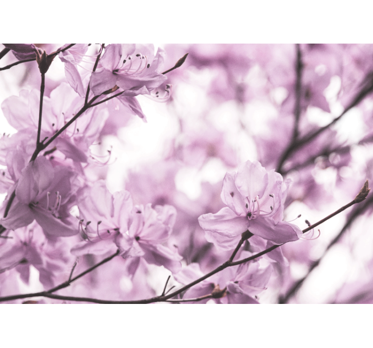 Jemné růžové květy Fototapeta květiny - TenStickers