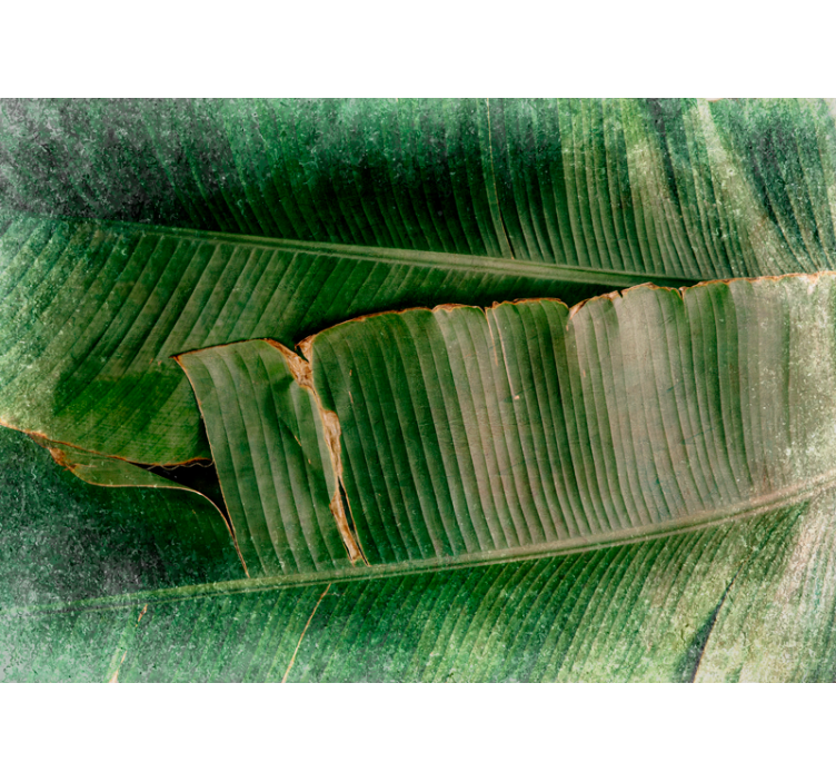 Příroda fototapeta Živé listoví vrstvy - TenStickers