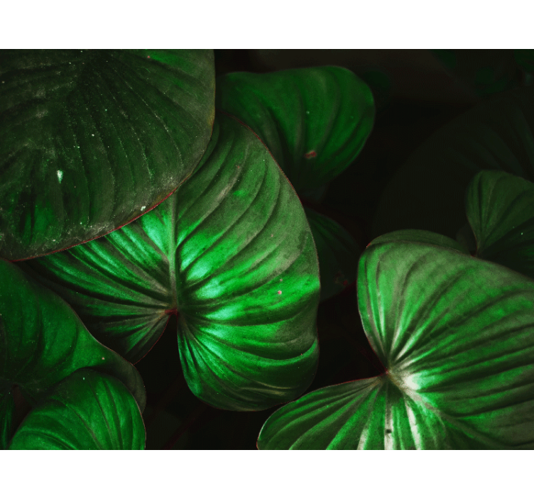 Příroda fototapeta Živé zelené listy - TenStickers