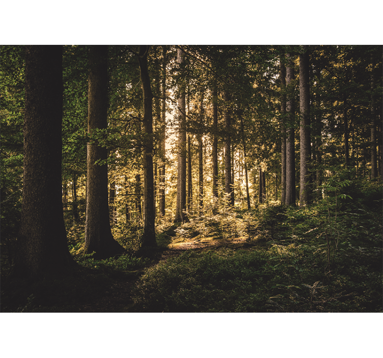 Lesní fototapeta jasná lesní stezka - TenStickers