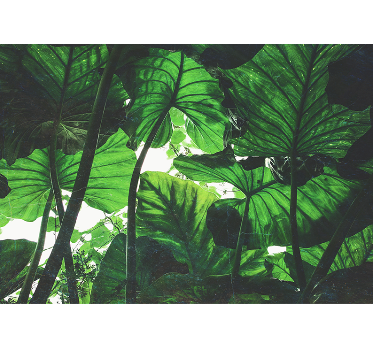 Příroda fototapeta zelený listový baldachýn - TenStickers