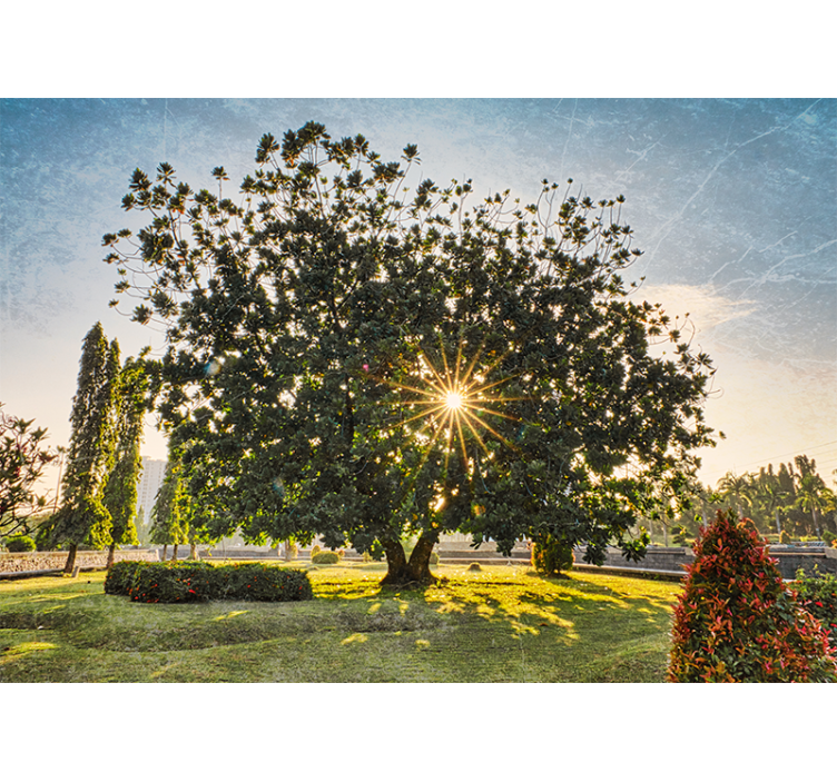 Příroda fototapeta slunečný pohled na stromy - TenStickers