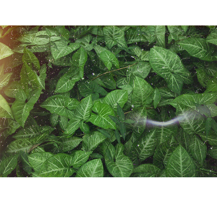 Příroda fototapeta Živá kompozice listů - TenStickers