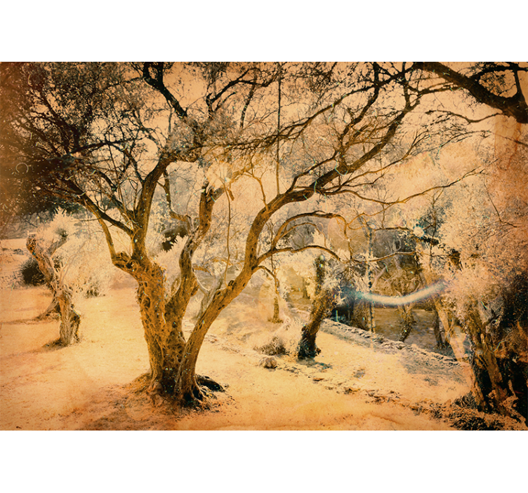 Olivovník detailní fototapeta - TenStickers