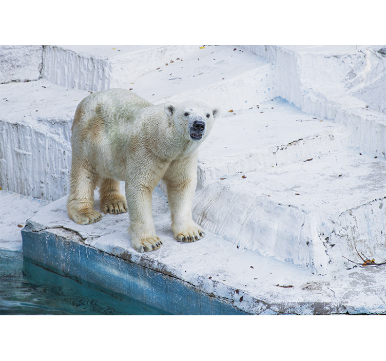 Fototapeta zvířata medvěd lední ve stoje - TenStickers