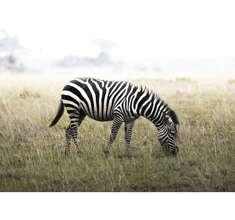 Krásná zebra s pozadím savana fototapeta - TenStickers