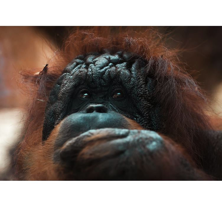 Fototapeta zvířata orangutanův zamyšlený pohled - TenStickers