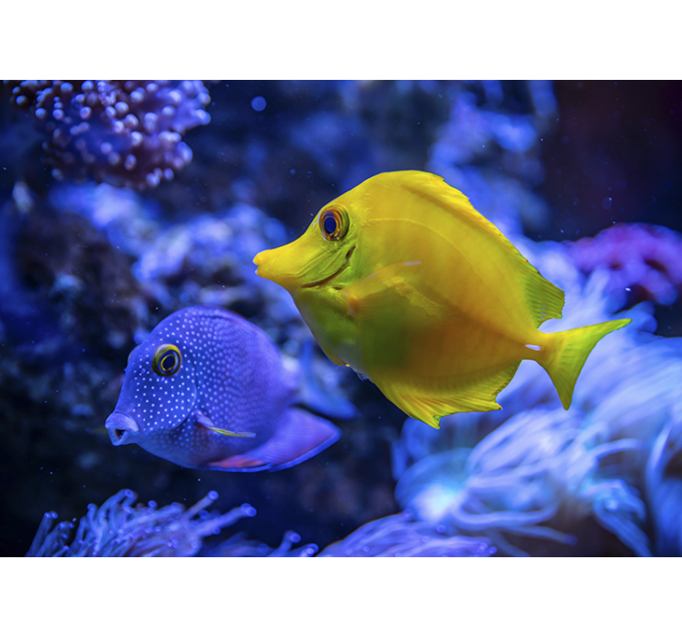 Modrá a žlutá ryba fototapeta - TenStickers