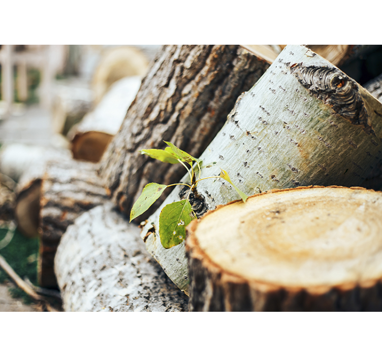 Zelené listy na lesní dřevo strom fototapeta - TenStickers