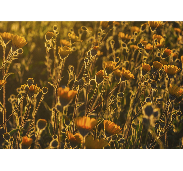 Zlatě kvetoucí flóra Fototapeta květiny - TenStickers