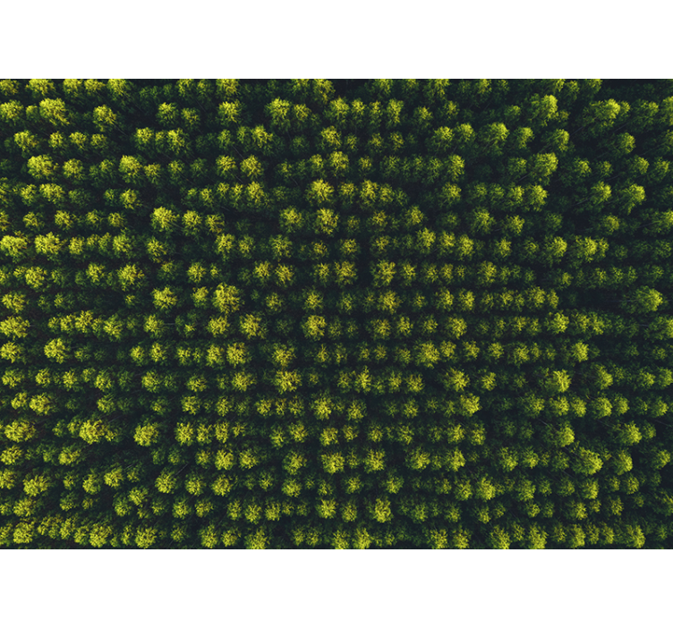 Fototapeta leteckého lesa - TenStickers