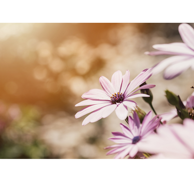 Krásné sedmikrásky růžová fototapeta - TenStickers