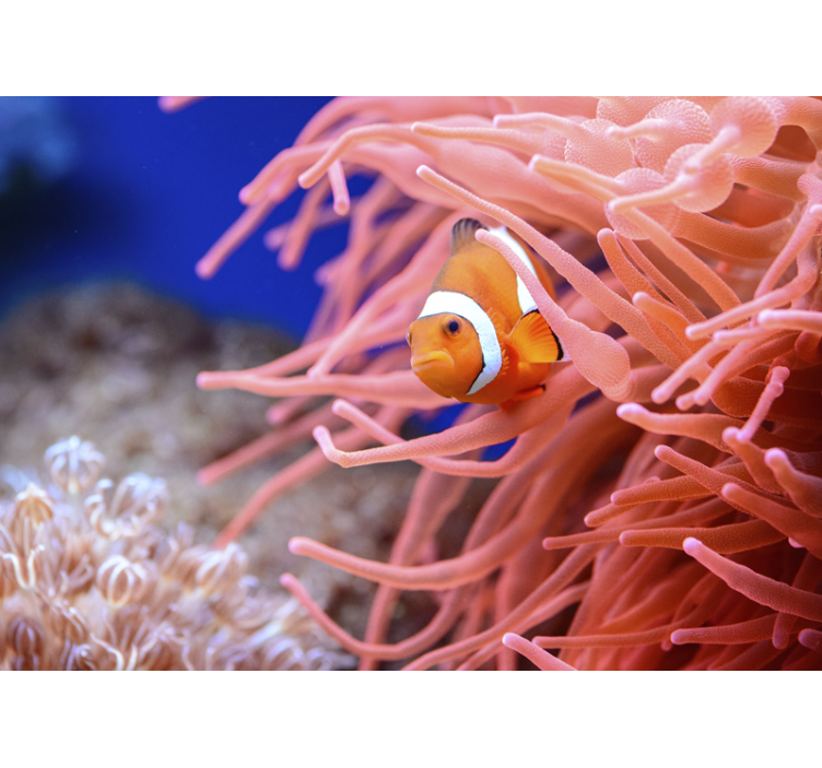 Fototapeta zvíře clownfish - TenStickers