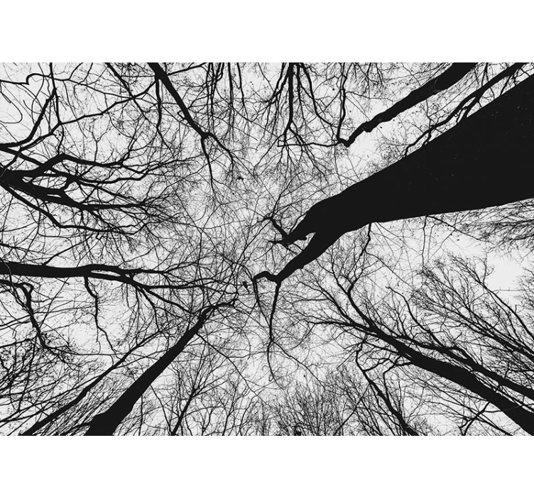 Strom fototapeta siluety propletených větví - TenStickers