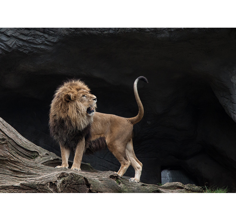 Portrét majestátního lva Fototapeta lva - TenStickers