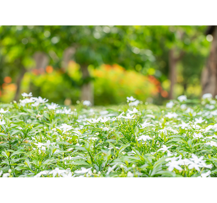 Fototapeta květiny bohaté bílé květy - TenStickers