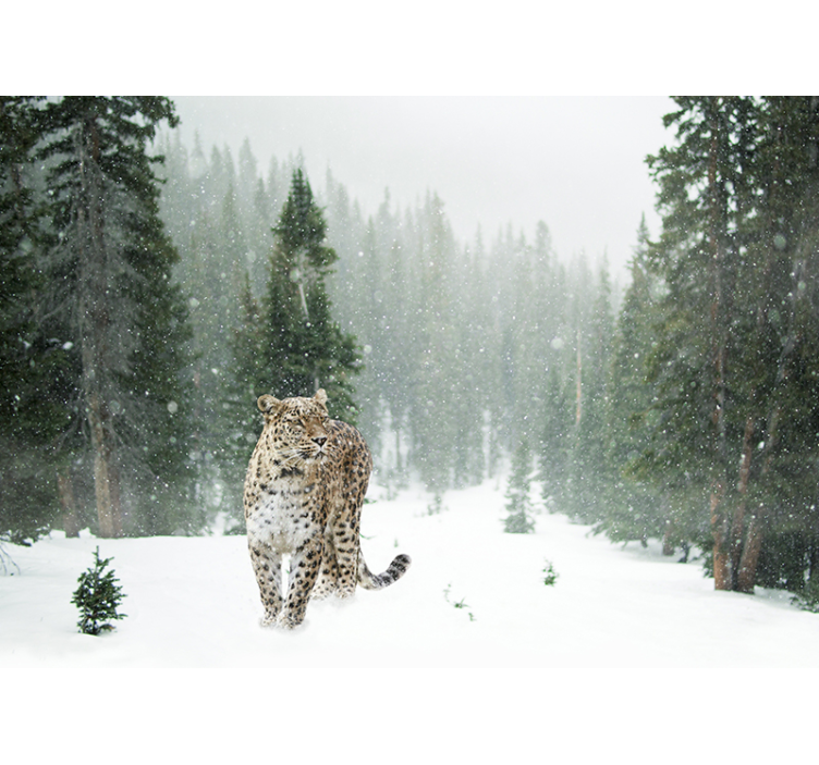 Fototapeta zvířata procházka sněžného leoparda - TenStickers