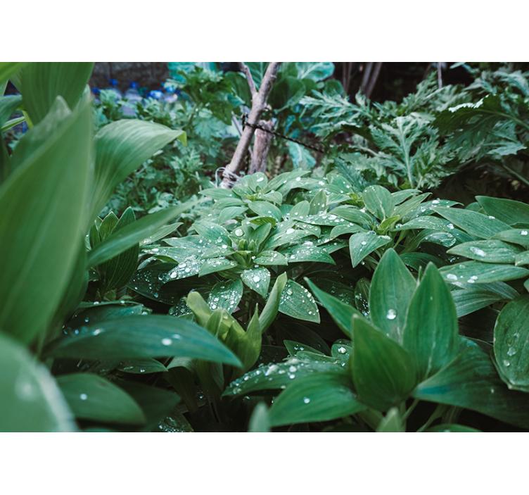 Zelený list s kapkami vody 3d fototapeta - TenStickers