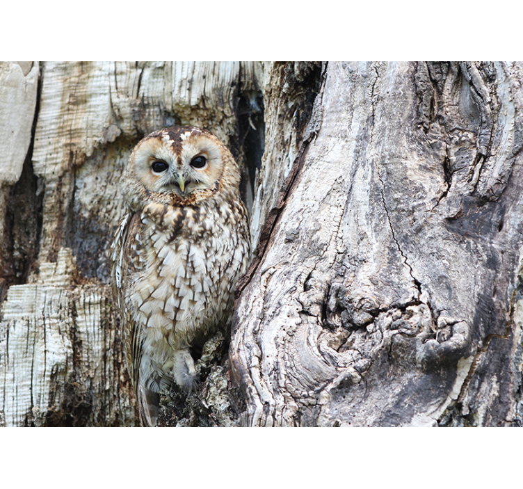 Portrét moudré sovy Fototapeta zvířata - TenStickers