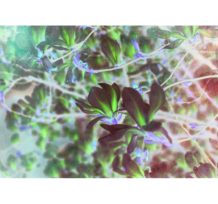 Fototapeta růžový květ strom magnólie - TenStickers