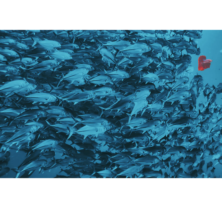 Fototapeta zvířata Škola ryb pod vodou - TenStickers