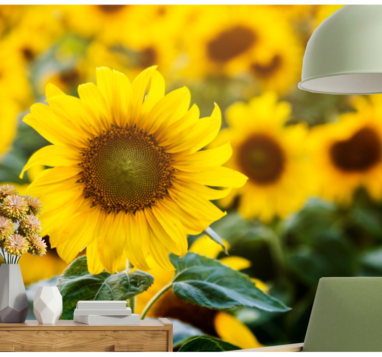 Fototapeta květiny kvetoucí slunečnice - TenStickers