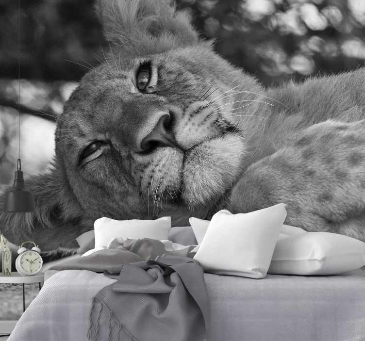 Fototapeta lva majestátně relaxující - TenStickers