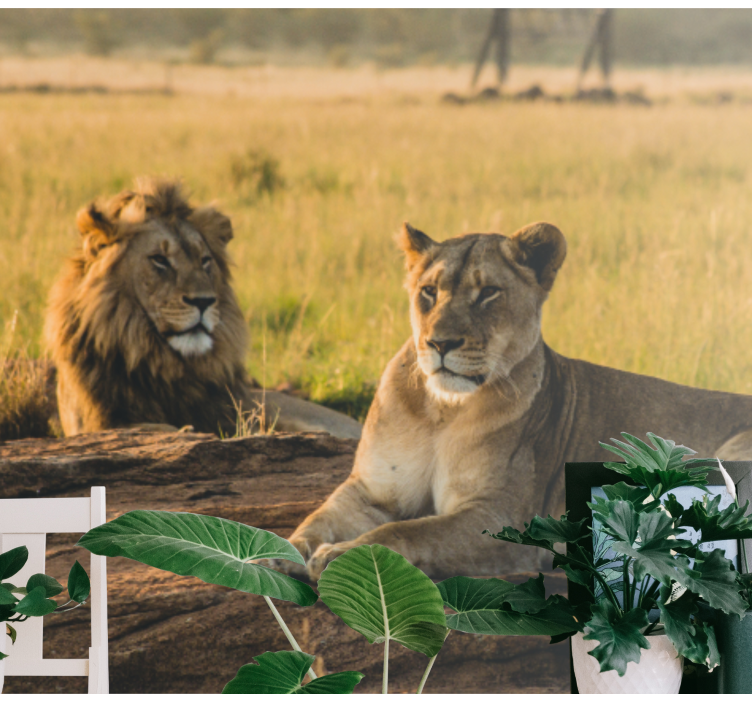 Fototapeta lva vznešený pár lva - TenStickers