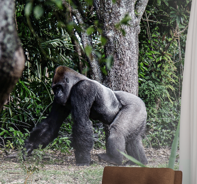Fototapeta zvířata velkolepý gorilí procházka - TenStickers