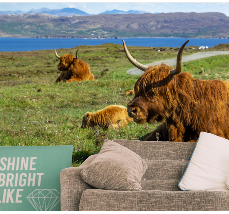 Fototapeta skupina highland cow - TenStickers