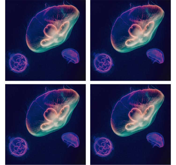 Blázen podtácek barevné medúzy - TenStickers