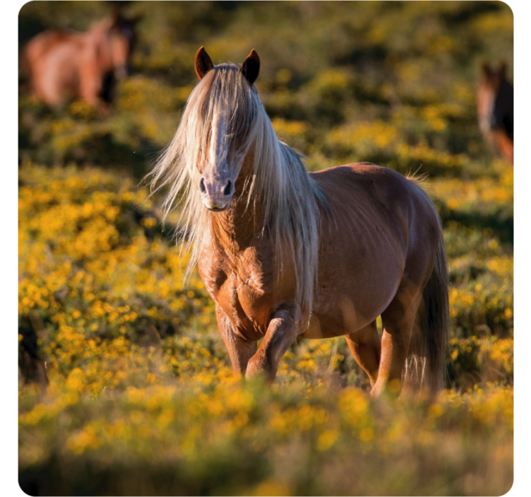 Moderní podtácek s majestátním koněm na louce - TenStickers