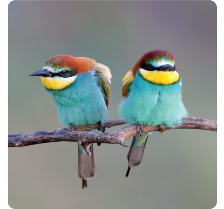 Moderní podtácek s barevnými ptáky na větvi - TenStickers