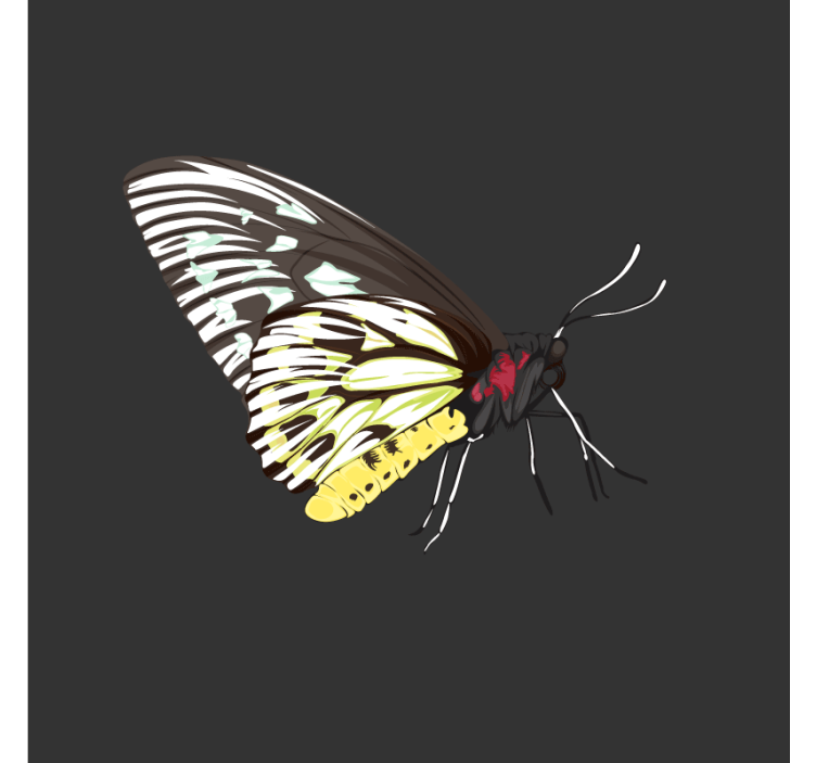 Blázen podtácek barevná motýlí umění - TenStickers