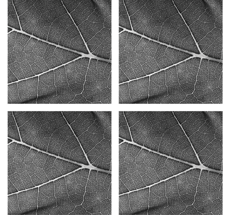 Efekt textury podtácků s jemným listovým vzorem - TenStickers