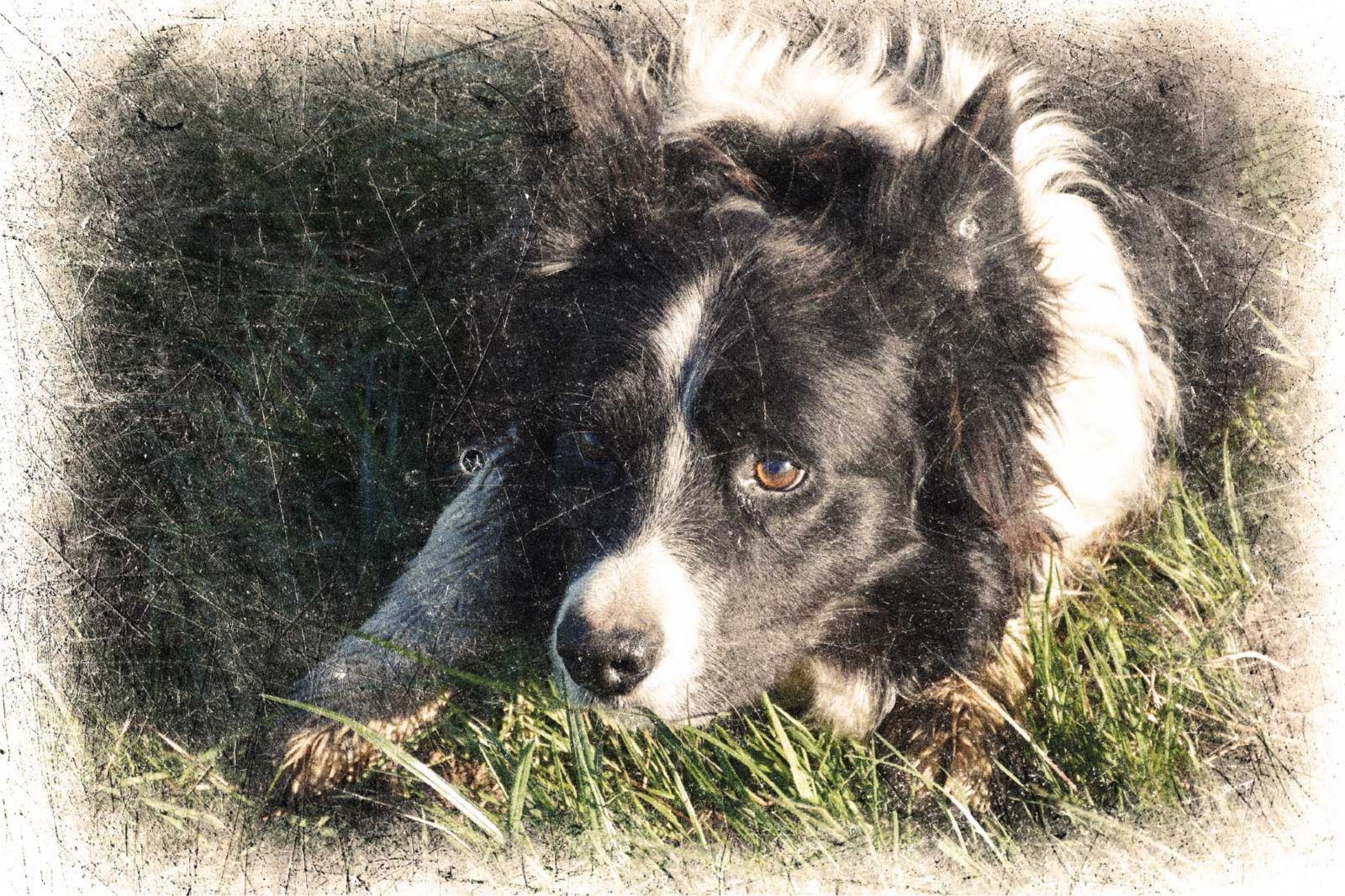 Vlastní vintage efekt Plakát zvířat - TenStickers