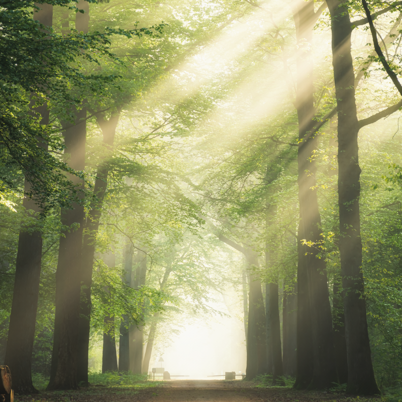 Plakát k výstavě zelený les se sluncem - TenStickers