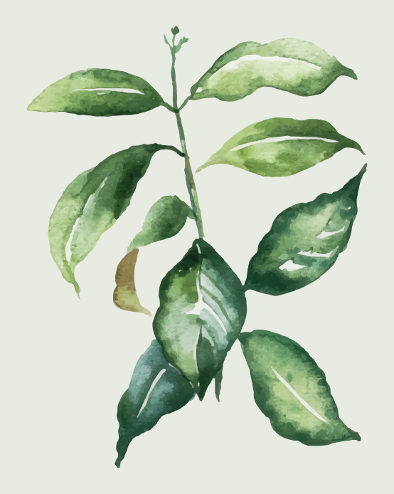 Plakát květin a rostlin listy limetkového palmy - TenStickers