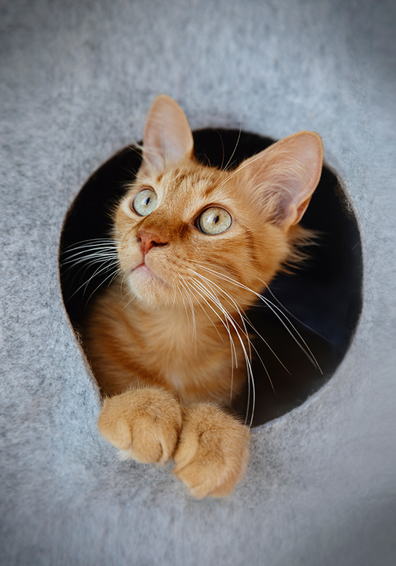 Vykukující kočičí návrh tisku plakátu - TenStickers